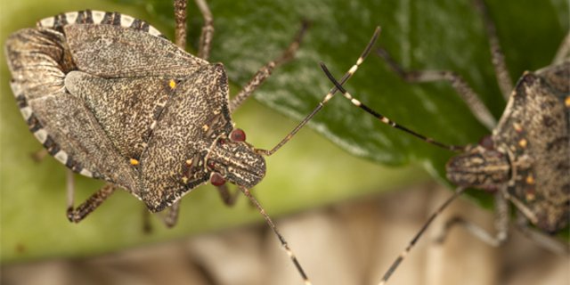  Die Marmorierte Baumwanze deformiert Früchte und Gemüse. (Bild Agroscope) 