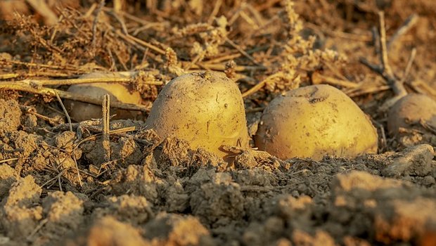 Die Frühkartoffeln litten unter der Hitze. (Symbolbild Pixabay)