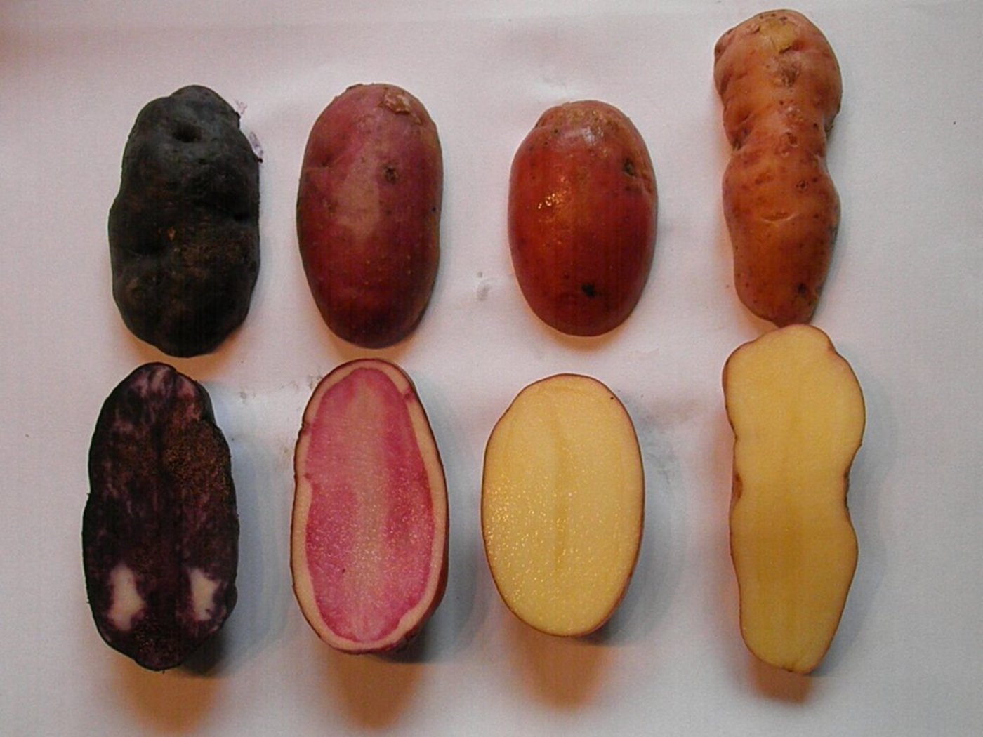 Talkpartner Marcel Heinrich baut 45 Kartoffelsorten an. (Bild www.lasorts.ch)