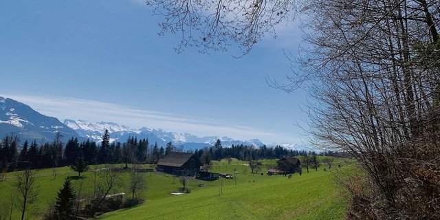 Frühjahrsweide nahe eines Waldes. Immer wieder gibt es Diskussionen um die Beweidung von Wäldern oder Waldrändern. 