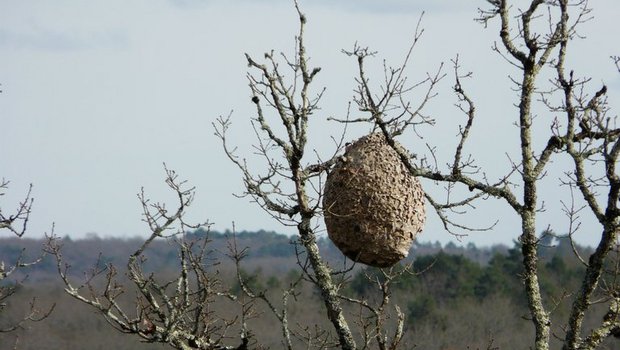 Ein typisches Nest der Vespa velutina im Südwesten Frankreichs. (Bild P.Igor/CC BY-SA 3.0)