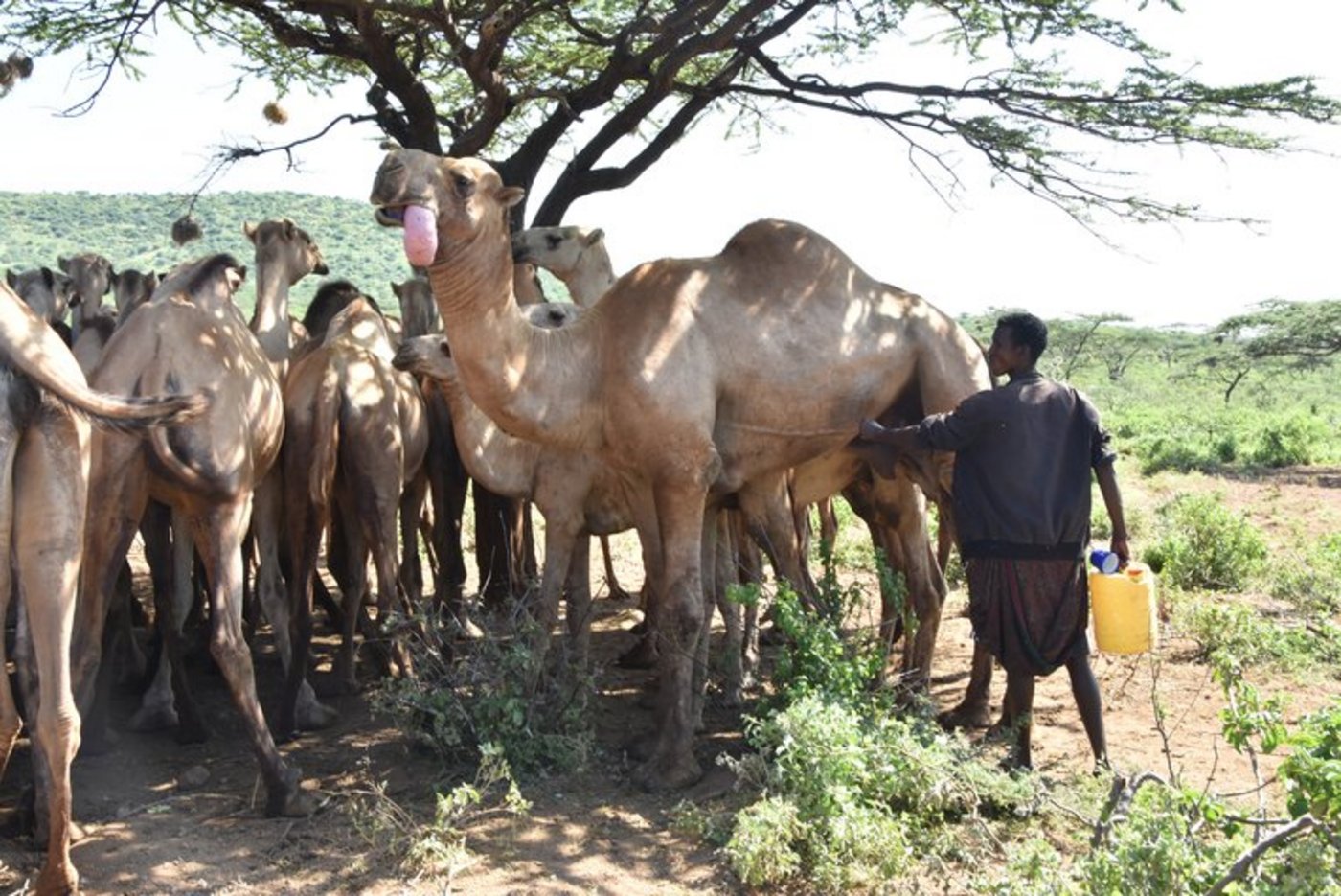 Obwohl der Kamelbulle ganz schön gefährlich aussieht, ist er total zahm. (Bilder mg)