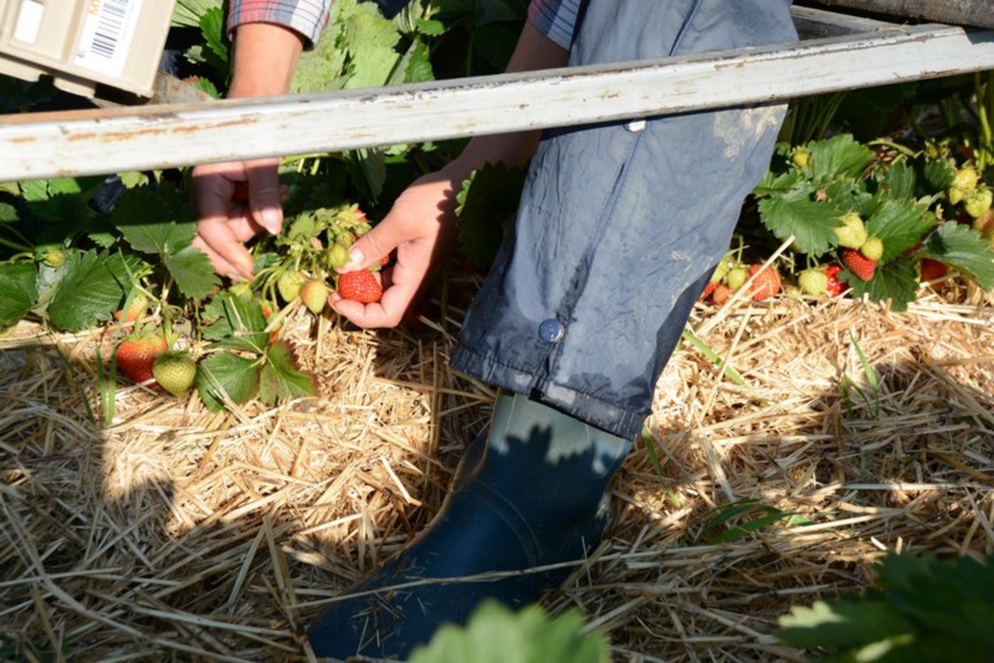 Besonders für die Ernte von Schweizer Spargeln und Erdbeeren werden Helfer aus dem Ausland gebraucht. (Bild BauZ)