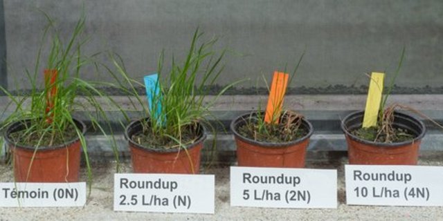 Mit verschiedenen Dosierungen wird das Resistenzniveau festgestellt. (Bild: Agroscope)