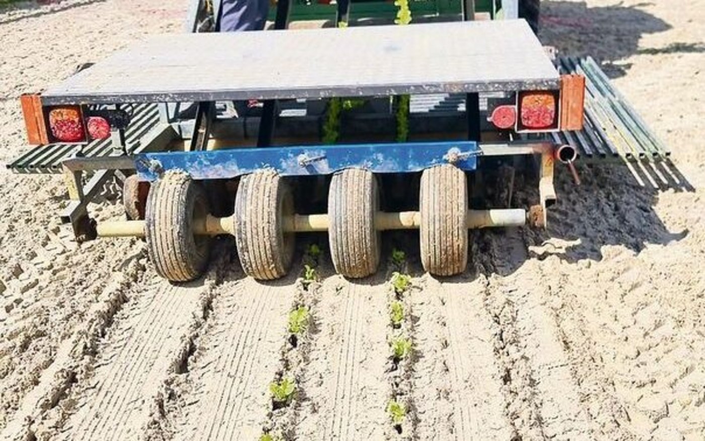 Im Mai fuhren drei Kompositionen auf der Schützenmatte auf, bereiteten das Saatbett vor und pflanzten Salat.