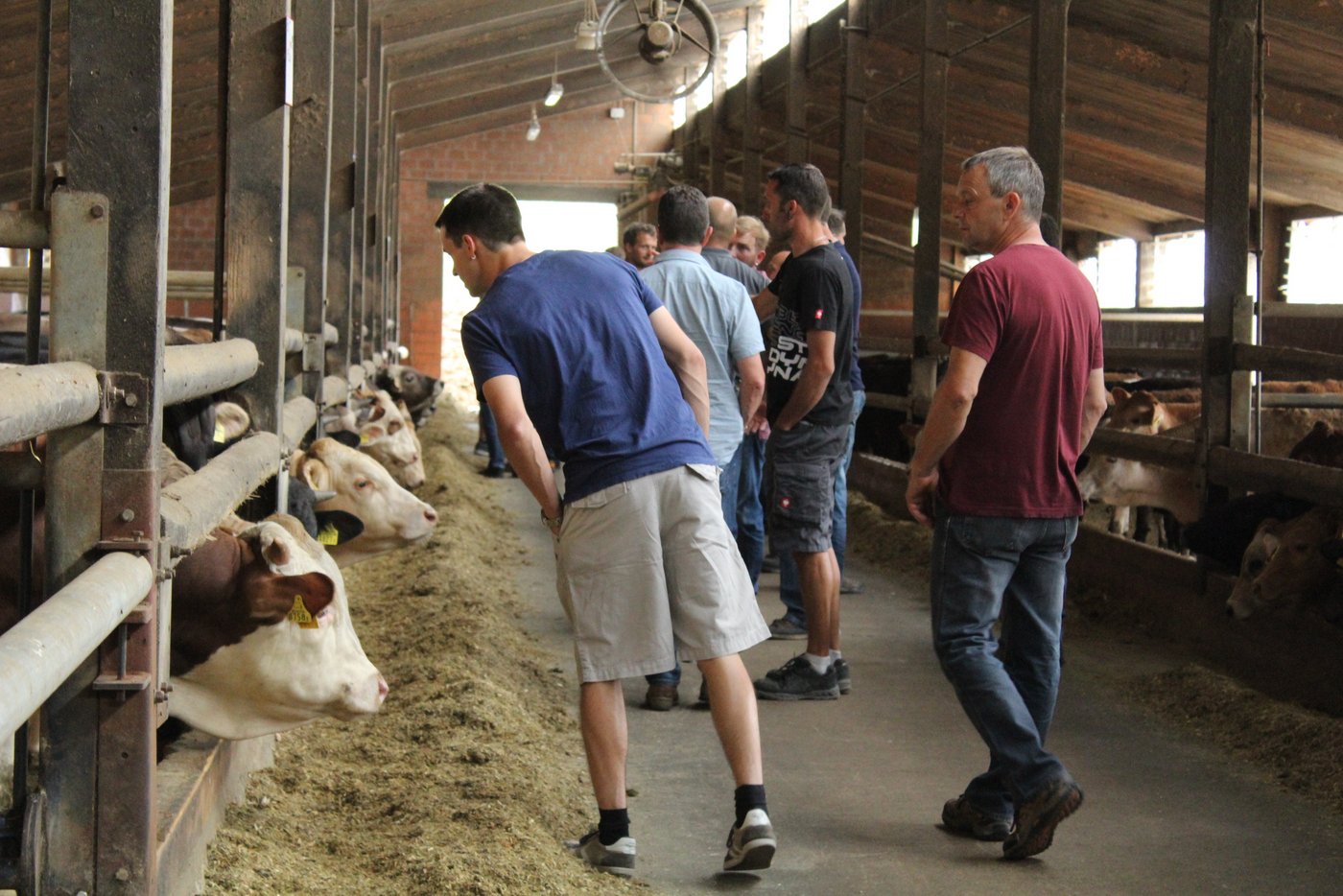 Die Teilnehmer des Beef-Tags begutachten den Stall für die Muni Mast.