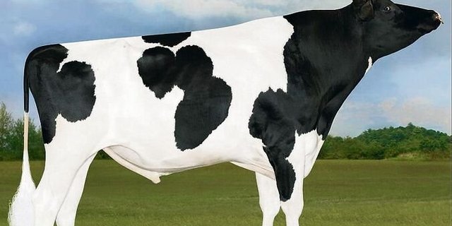 Bei den Holstein ist wieder Letsgo die Nummer eins nach Iset. Dieser Applicable-Sohn hat ein fehlerfreies Profil. 