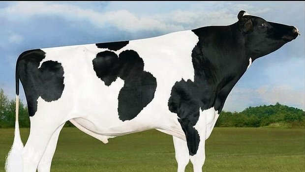 Bei den Holstein ist Bei den Holstein ist wieder Letsgo die Nummer eins nach Iset. Dieser Applicable-Sohn hat ein fehlerfreies Profil.