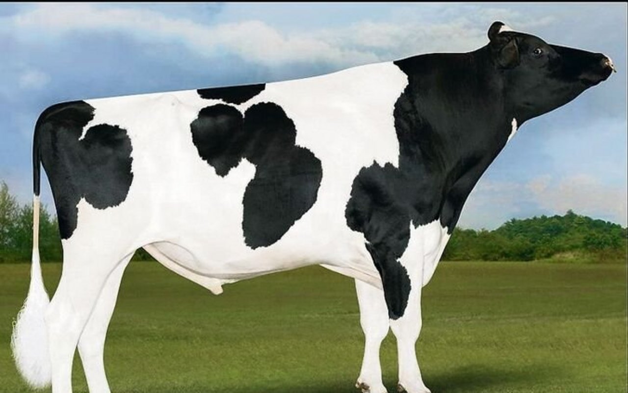 Bei den Holstein ist wieder Letsgo die Nummer eins nach Iset. Dieser Applicable-Sohn hat ein fehlerfreies Profil. 