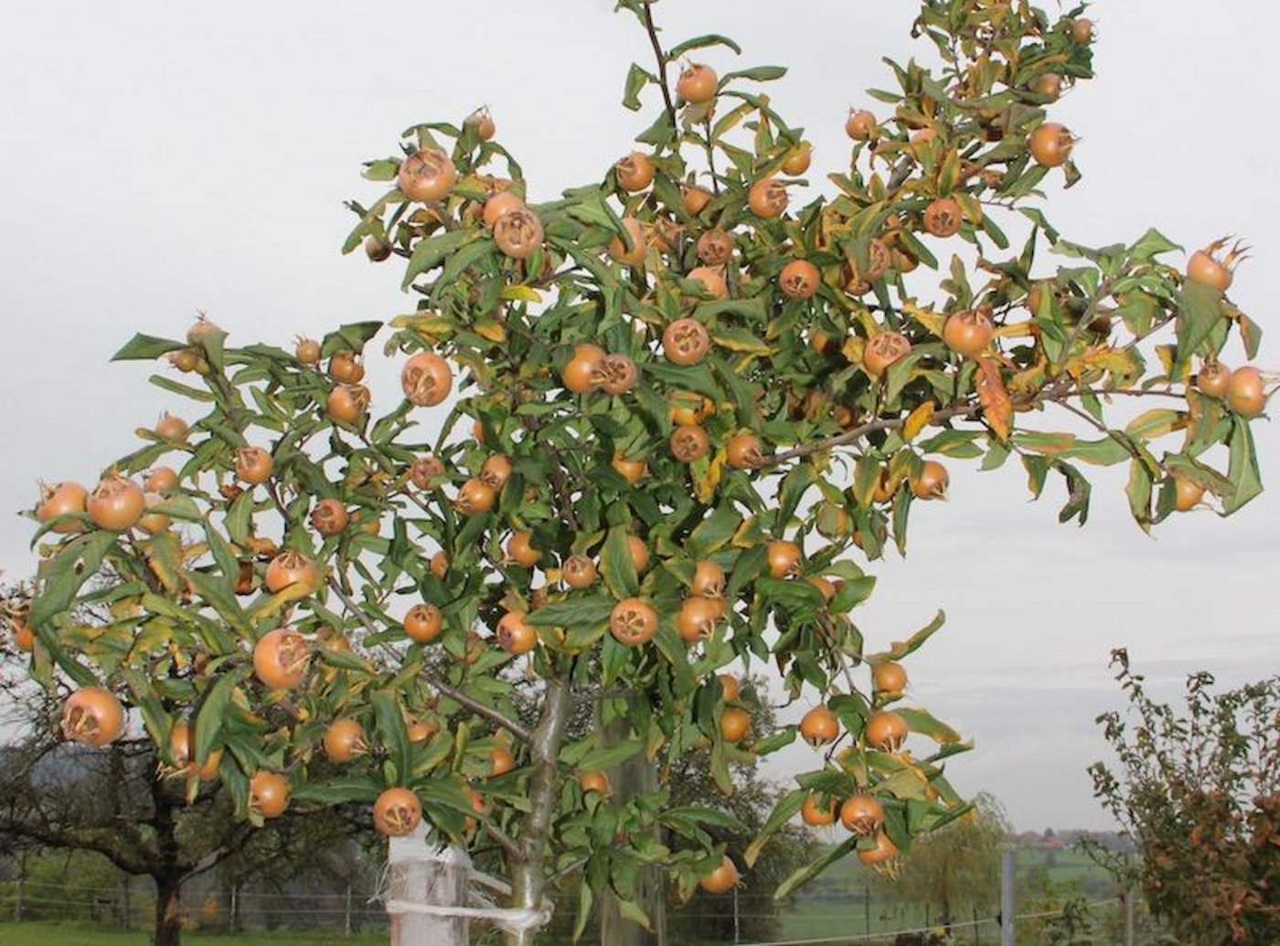 Erst nach dem ersten Frost sind Mispeln geniessbar. Sie sind richtige Vitaminbomben. (Bild Andrea Schütz-Wicki)
