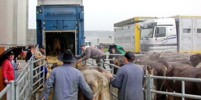 Ein neuer EU-Bericht widmet sich dem Thema Tiertransport - dort gibt es offenbar erhebliches Verbesserungspotenzial. (Symbolbild BauZ)