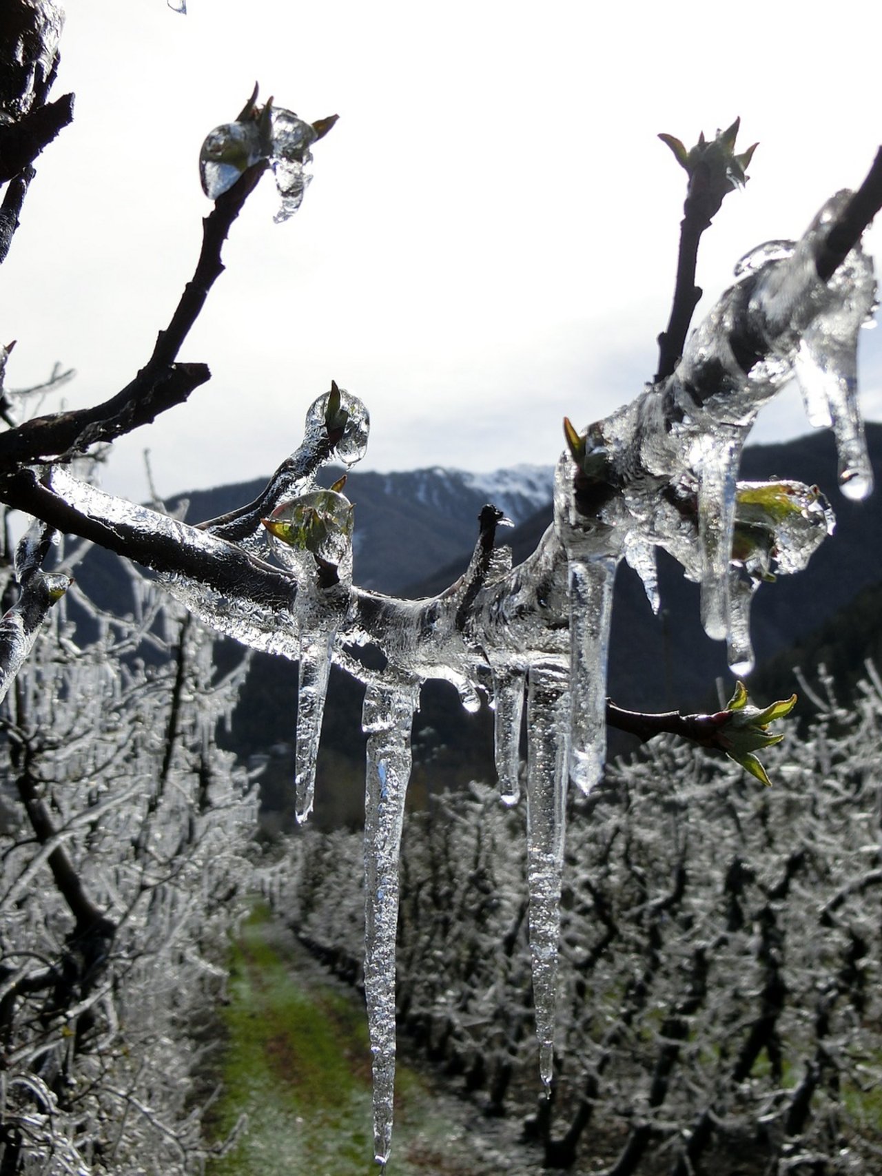 Die Auswirkungen des Frosts sind sehr unregelmässig, so dass es schwierig ist, das genaue Ausmass der Schäden abzuschätzen. (Bild Pixabay)
