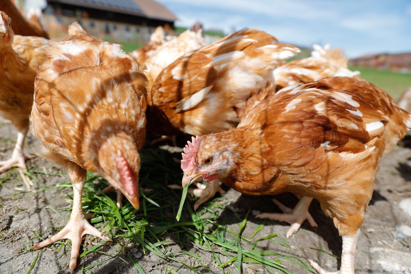 Die Bereitstellung von Beschäftigungsmaterial kann Federpicken vorbeugen und schafft Abhilfe im akuten Fall. (Bild Peter Röthlisberger)