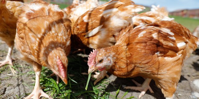 Die Bereitstellung von Beschäftigungsmaterial kann Federpicken vorbeugen und schafft Abhilfe im akuten Fall. (Bild Peter Röthlisberger)