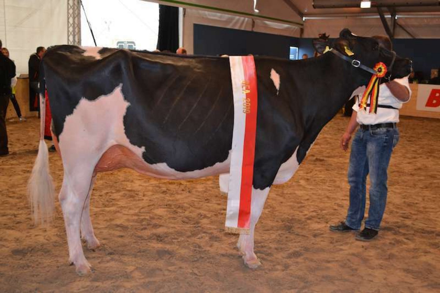 Die Schöneutersiegerin der Eliteschau 2019: Aegerters Golden Dream Shakira von Hansueli Aegerter aus Oberwil i. S. BE. (Bild pf)