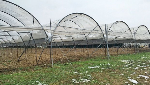 Der Seeländer Gemüse Der Seeländer Gemüsebranche fehlt es an Nachwuchs, Arbeitskräften und auch den geeigneten Pflanzenschutzmitteln, um auf Krankheiten und Schädlinge reagieren zu können. Die Gefahr eines sinkenden Selbstversorgungsgrades ist real.