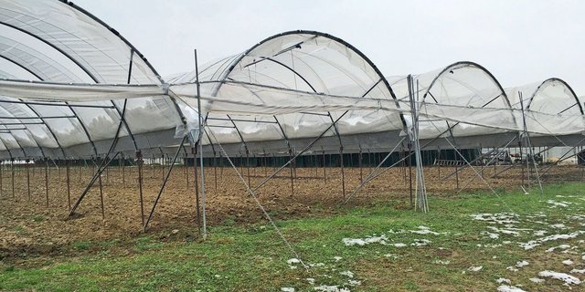 Der Seeländer Gemüsebranche fehlt es an Nachwuchs, Arbeitskräften und auch den geeigneten Pflanzenschutzmitteln, um auf Krankheiten und Schädlinge reagieren zu können. Die Gefahr eines sinkenden Selbstversorgungsgrades ist real. 