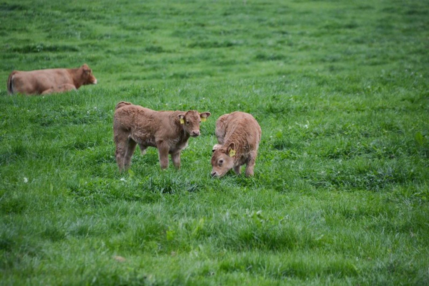 Seit 2001 hat sich die Haltung von Mutterkuhkälbern auch dank neuer Label-Programme stark verändert. (Bild BauZ)