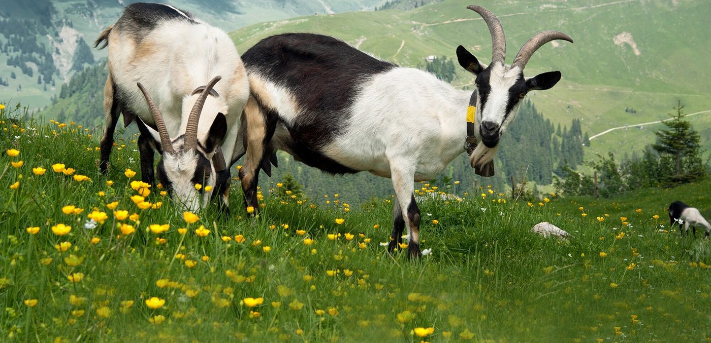 Ziegen durchleben eine Infektion mit FSME meist symptomlos, beim Menschen hingegen kann es zu schweren Krankheitsbildern kommen. (Bild G. Brändle / Agroscope)