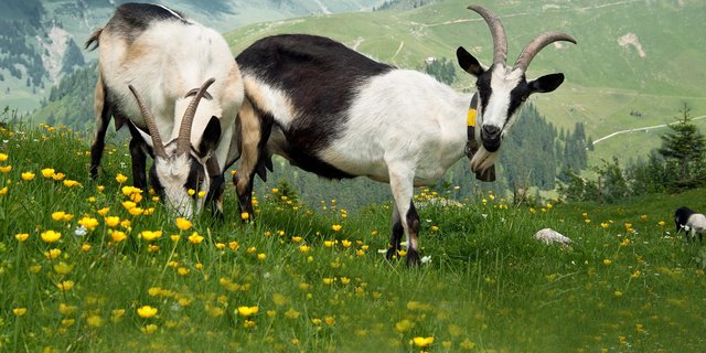 Ziegen durchleben eine Infektion mit FSME meist symptomlos, beim Menschen hingegen kann es zu schweren Krankheitsbildern kommen. (Bild G. Brändle / Agroscope)