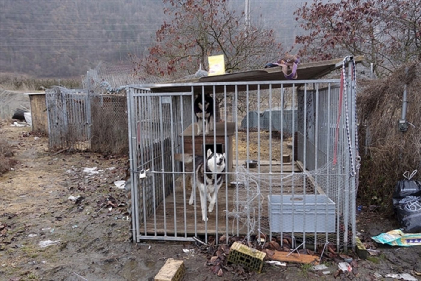 Hunde erleben allgemein viele Tierschutzverstösse, wie die BauernZeitung bereits am 15.11.17 online berichtet haben. Nun hat eine weitere Misshandlung zum Tode zweier Hunde geführt. (Symbolbild Schweizer Tierschutz  STS)