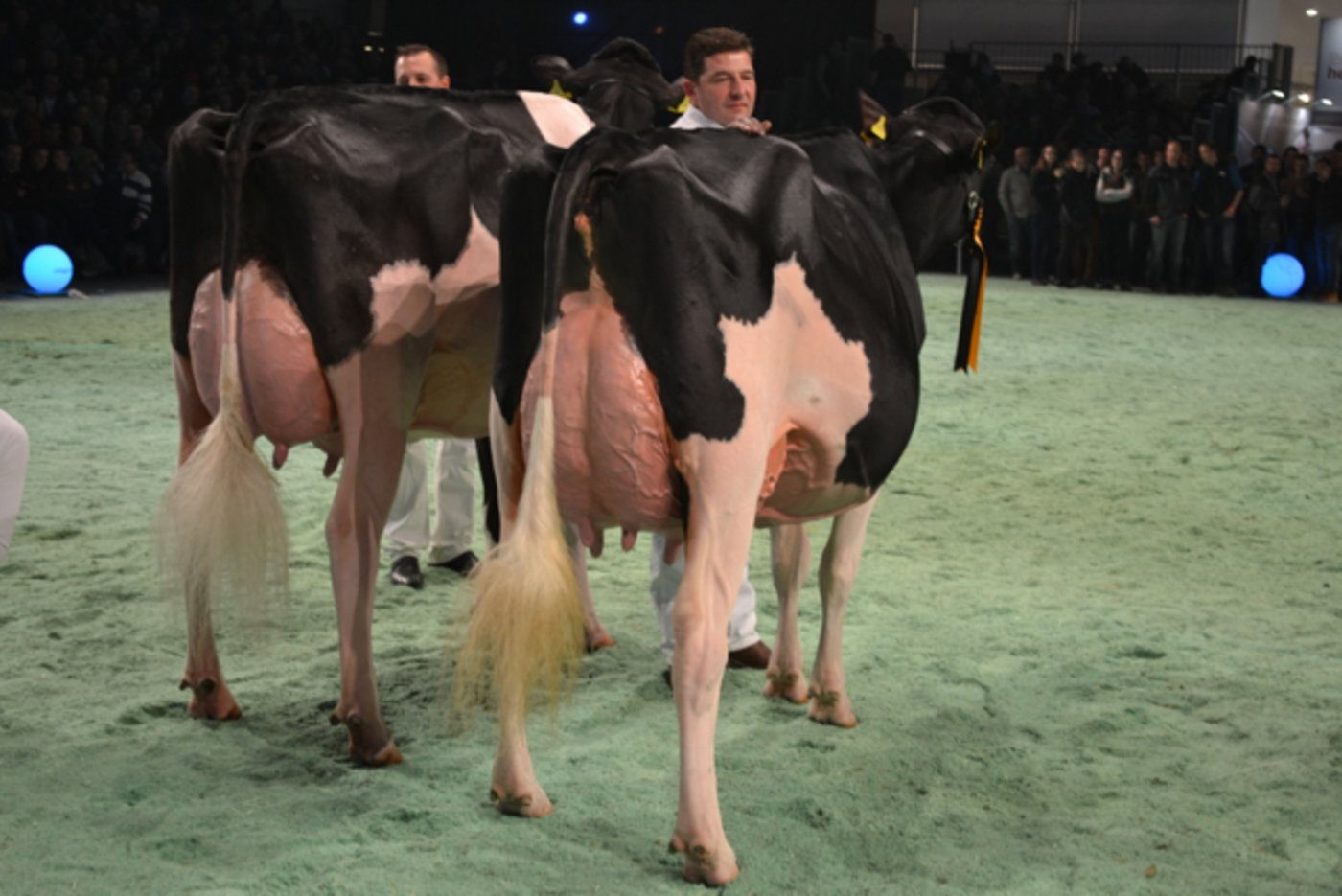Senior Schöneuter (rechts): Atwood Hanna-Vray von Marc und Erhard Junker sowie Oscar und Eric Dupasquier aus Iffwil. Reserve Senior Schöneuter: DH Gold Chip Darling von Roger Frossard und Yves Saucy aus Les Pommerets. (Bild Peter Fankhauser)