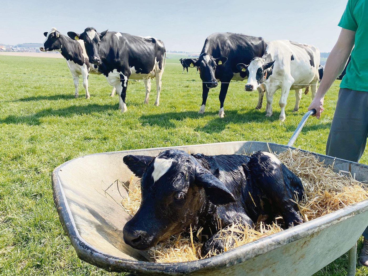 Es wäre die natürlichste Art, wenn die Kuh auf der Weide kalbt, schreibt unser Fachmann. Dabei gilt es einiges zu beachten.    (Bild Nicole Geiser)