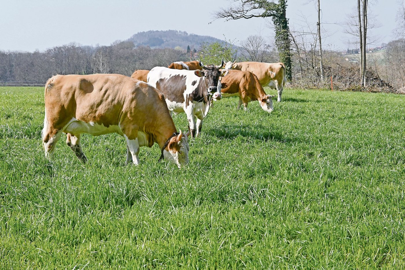 Zwischen den Simmentalerkühen weidet auch noch eine Blüem-Kuh, die Lieblingskuh der ganzen Familie.