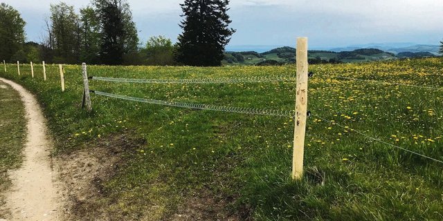 Weide für Milchvieh ist arbeits- und betriebswirtschaftlich interessant. Je nach System unterscheiden sich der tägliche Arbeits- und der Managementaufwand.