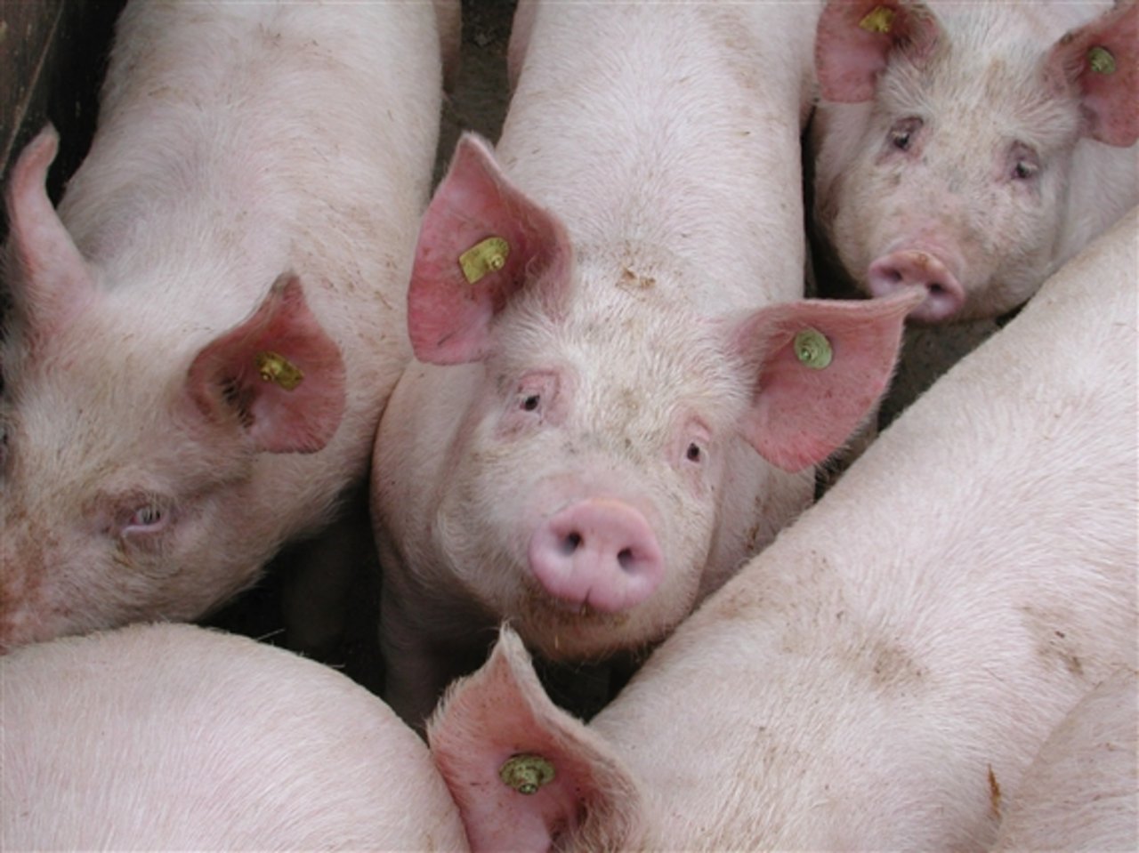 Auf einem Hof in Benken SG ist unter Schweinen eine hoch ansteckende Lungenerkrankung ausgebrochen. (Symbolbild BauZ)