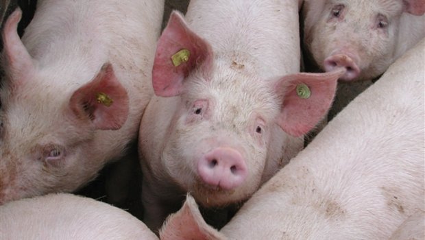Auf einem Hof in Benken SG ist unter Schweinen eine hoch ansteckende Lungenerkrankung ausgebrochen. (Symbolbild BauZ)