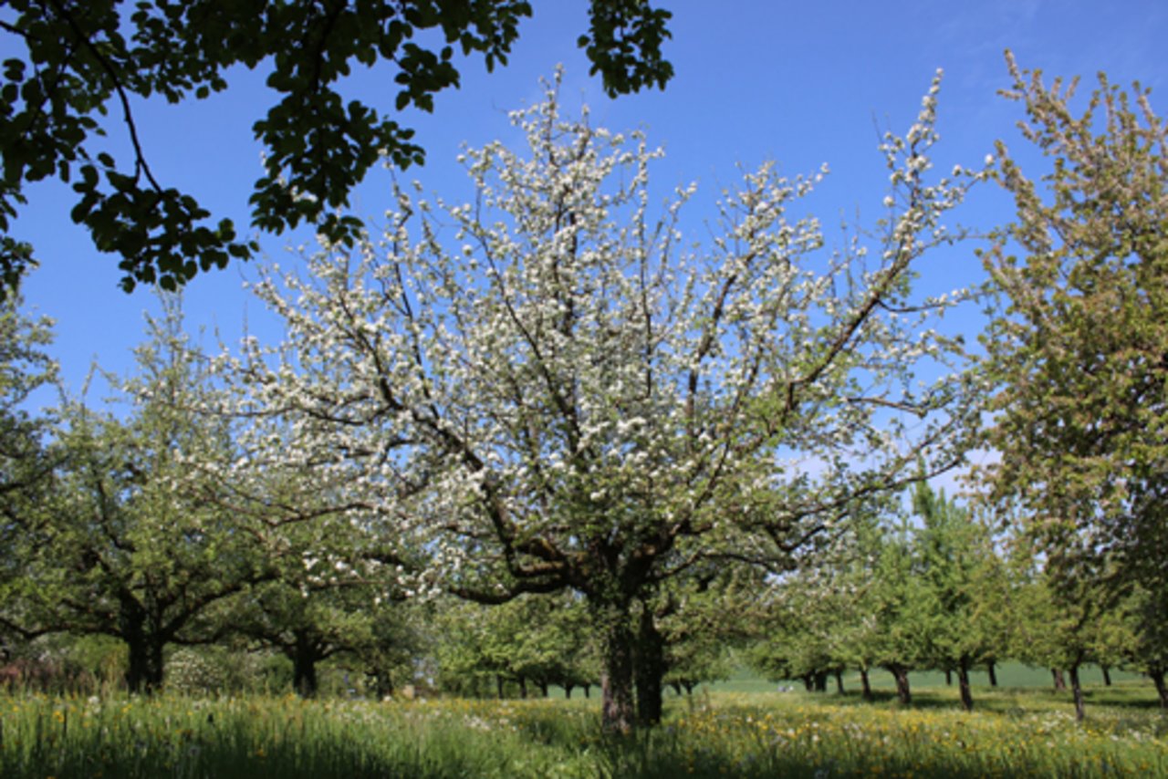Ein blühender Usterapfelbaum mit seiner sortentypisch runden Krone. (Bild zVg)