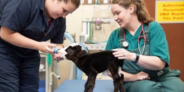 Sorgte für Erstaunen bei den Tierärzten: Das Mini-Kalb «Lil'Bill'». (Bild  ©Screenshot Mississippi State University College of Veterinary Medicine/Facebook)