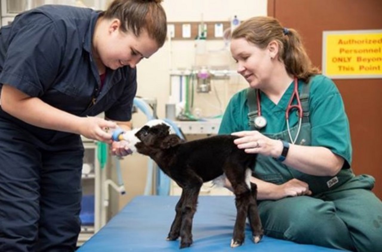 Sorgte für Erstaunen bei den Tierärzten: Das Mini-Kalb «Lil'Bill'». (Bild ©Screenshot Mississippi State University College of Veterinary Medicine/Facebook)