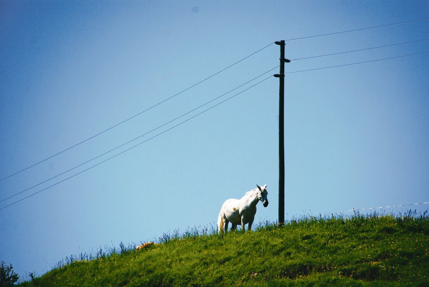 Auf dem Spisagger leben 23 alte Pferde und Ponys. Sie leben bis zu ihrem Lebensende auf dessen Weiden.(Bild vcd)
