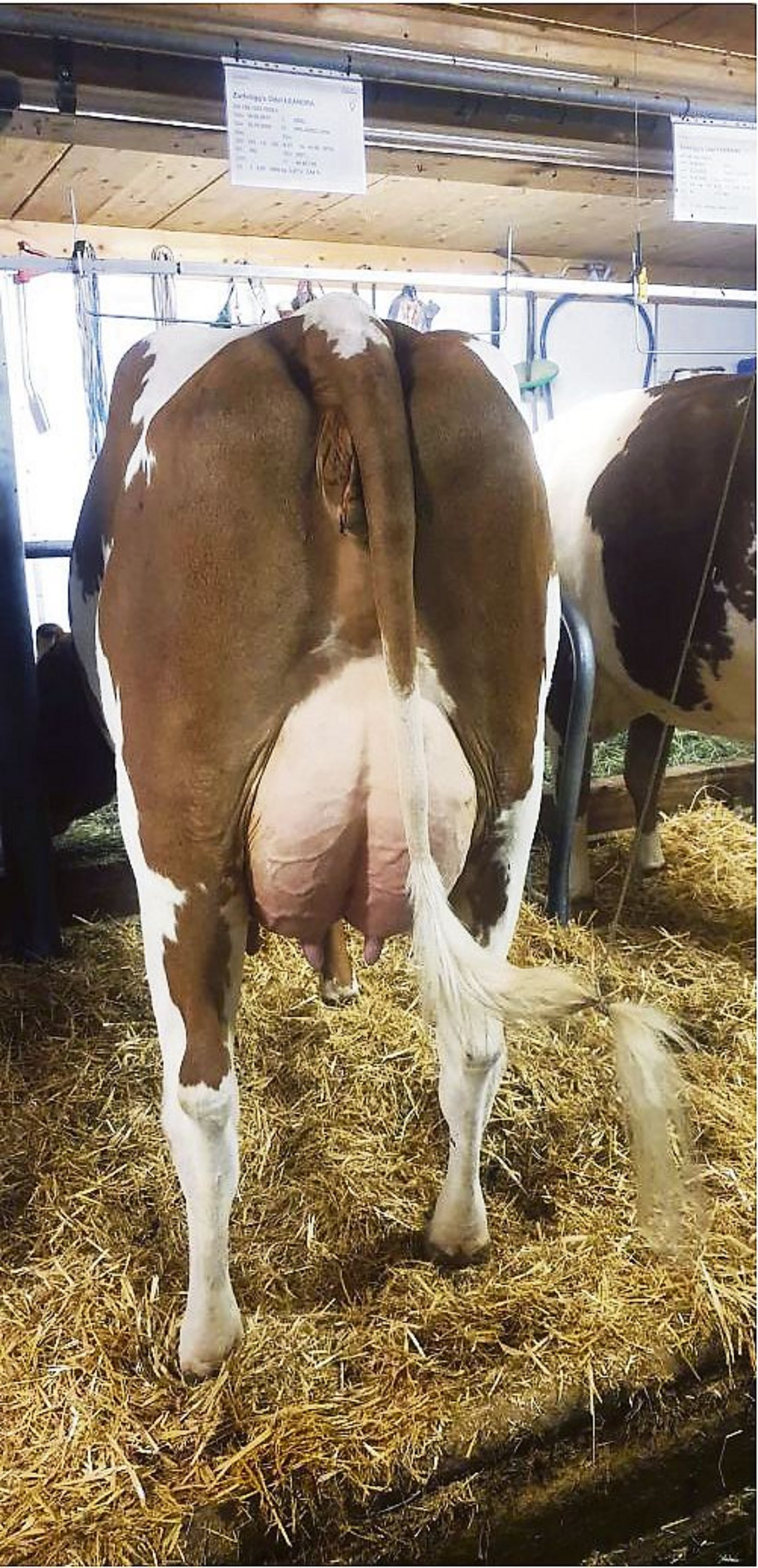 Auch Kühe mit sehr schönen Eutern kann man an den Auktionen immer wieder kaufen.(Bild zVg)