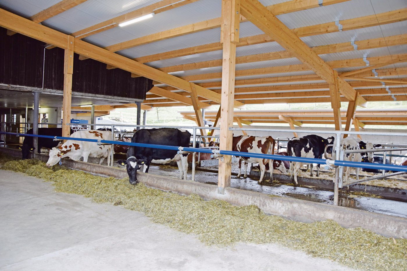 In ihrem neuen Stall haben Schüpfers auf ein Fressfanggitter an der Futterachse verzichtet.