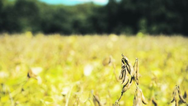 Die Bio-Futtersoja-Flächen in der Schweiz steigen bereits leicht an, weil Wiederkäuer im Biosektor ab 2022 nur noch mit Schweizer Futter gefüttert werden dürfen. (Bild Hansjürg Jäger)