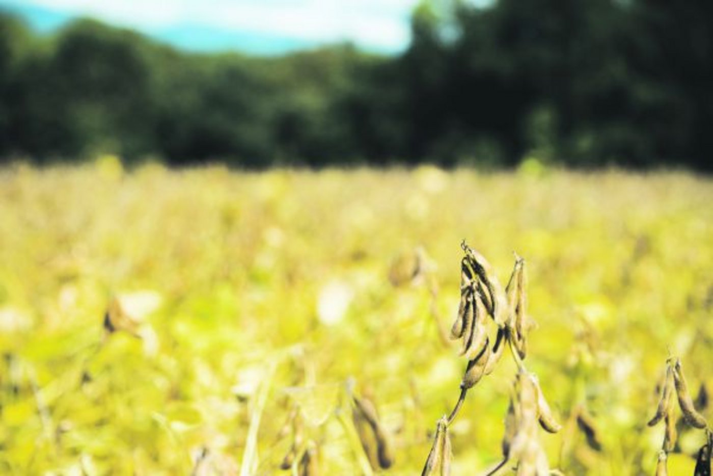 Die Bio-Futtersoja-Flächen in der Schweiz steigen bereits leicht an, weil Wiederkäuer im Biosektor ab 2022 nur noch mit Schweizer Futter gefüttert werden dürfen. (Bild Hansjürg Jäger)