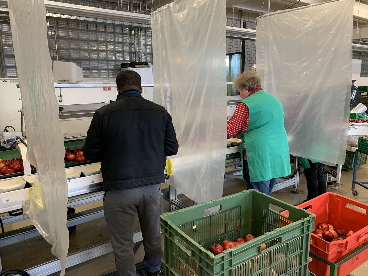 Abpacken von Äpfeln in der Obsthalle Sursee, bei strengen Hygiene- und Distanzvorschriften. (Bilder js)