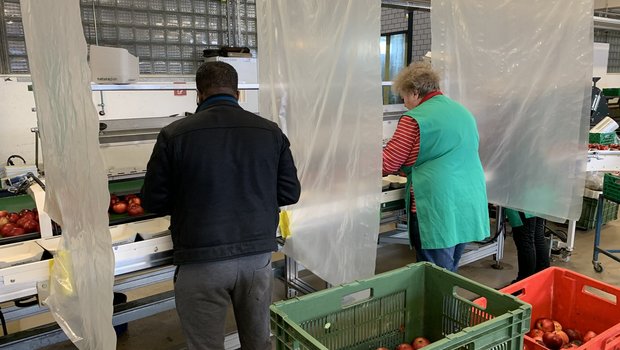 Abpacken von Äpfeln in der Obsthalle Sursee, bei strengen Hygiene- und Distanzvorschriften. (Bilder js)