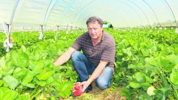 Erdbeerenpflanzer Willi Staubli in einem seiner Erdbeertunnel. Seit dem 8. Mai werden in seinen Tunnels Erdbeeren gepflückt. Staubli pflanzt 1,5 Hektaren Erdbeeren in Plastiktunnels. (Bild Hans Rüssli)