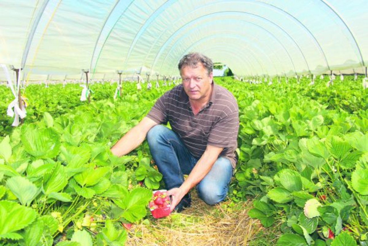 Erdbeerenpflanzer Willi Staubli in einem seiner Erdbeertunnel. Seit dem 8. Mai werden in seinen Tunnels Erdbeeren gepflückt. Staubli pflanzt 1,5 Hektaren Erdbeeren in Plastiktunnels. (Bild Hans Rüssli)