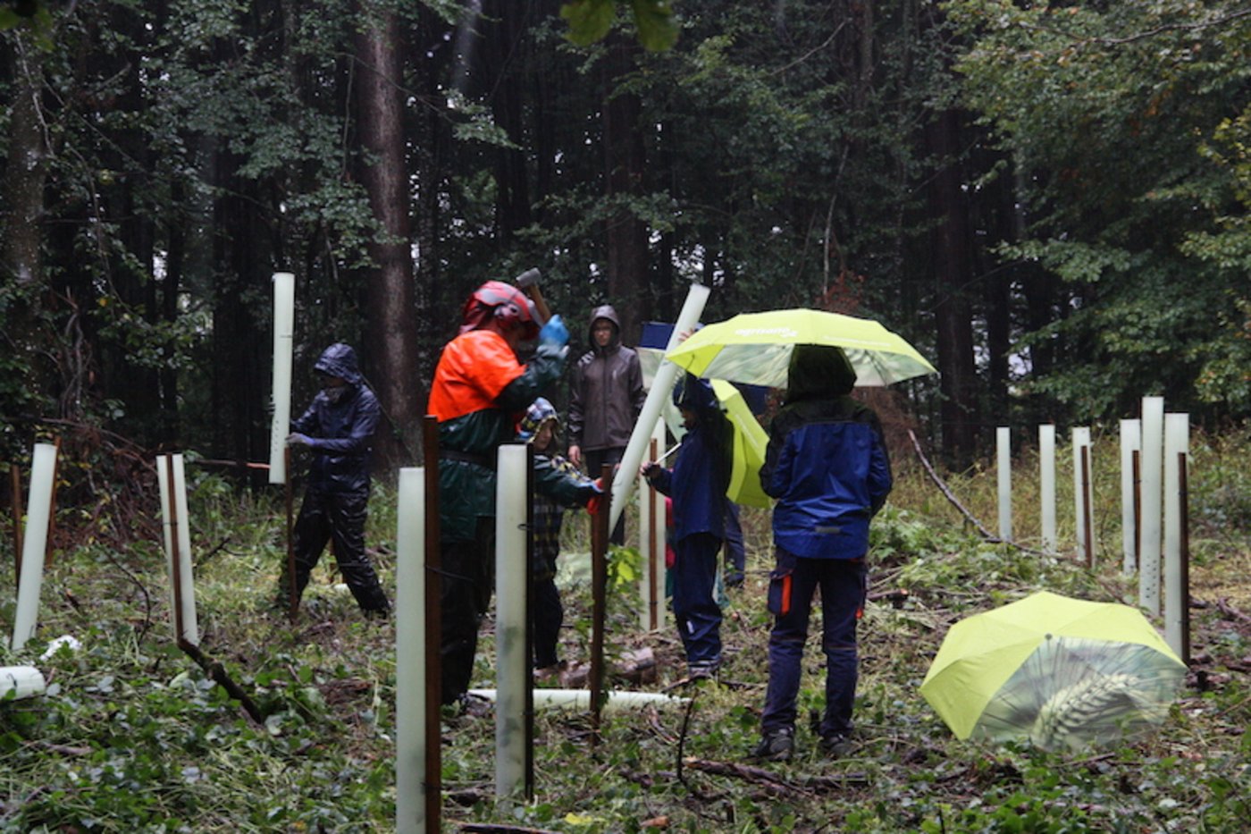 Trotz Regen liessen sie sich nicht beirren: An der Baumpflanzaktion wurden von Kindern und Jugendlichen rund 100 junge Bäume der klimatauglichen Arten Stiel- und Traubeneiche sowie Douglasie gesetzt. (Bilder Andrea Wyss)