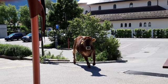 Der Stier machte kehrt und raste direkt auf das Restaurant zu. (Bild Leserreporter Blick)