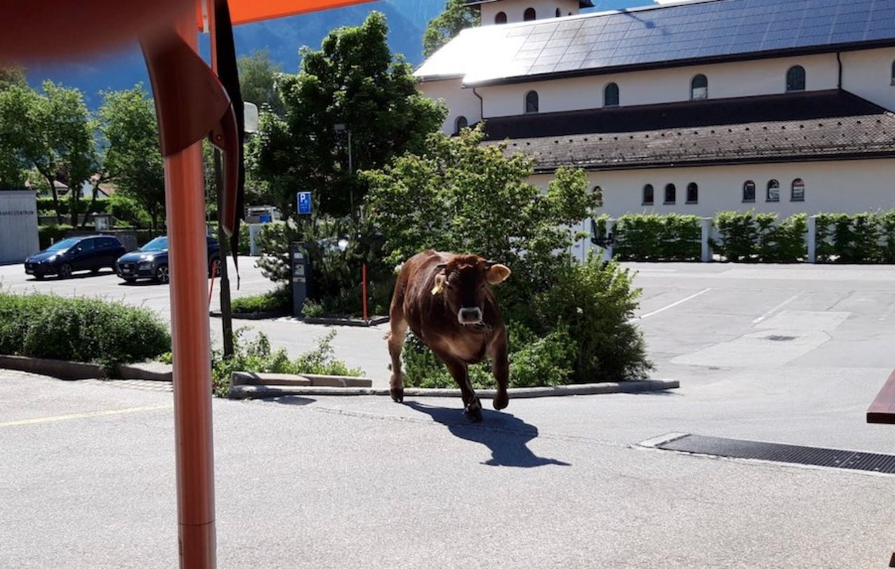 Der Stier machte kehrt und raste direkt auf das Restaurant zu. (Bild Leserreporter Blick)