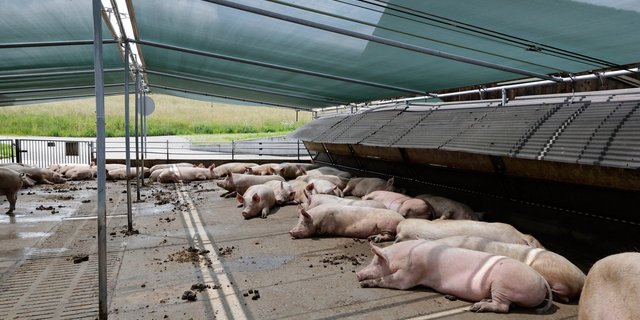 Schweine können kaum schwitzen und sind deswegen besonders anfällig für Hitzestress.  