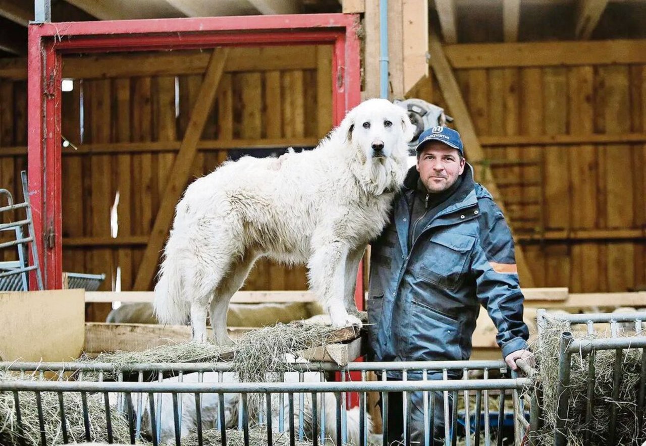 h betreut auf der Alp über 1000 Tiere. Zudem ist er selber Schafhalter und arbeitet mit Herdenschutzhunden. 