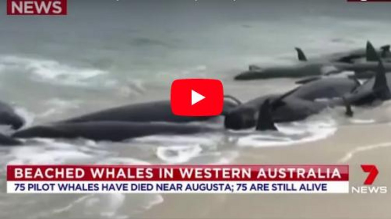 Nicht das erste Mal verendeten Wale in der Hamelin Bucht. (Screenshot Youtube)