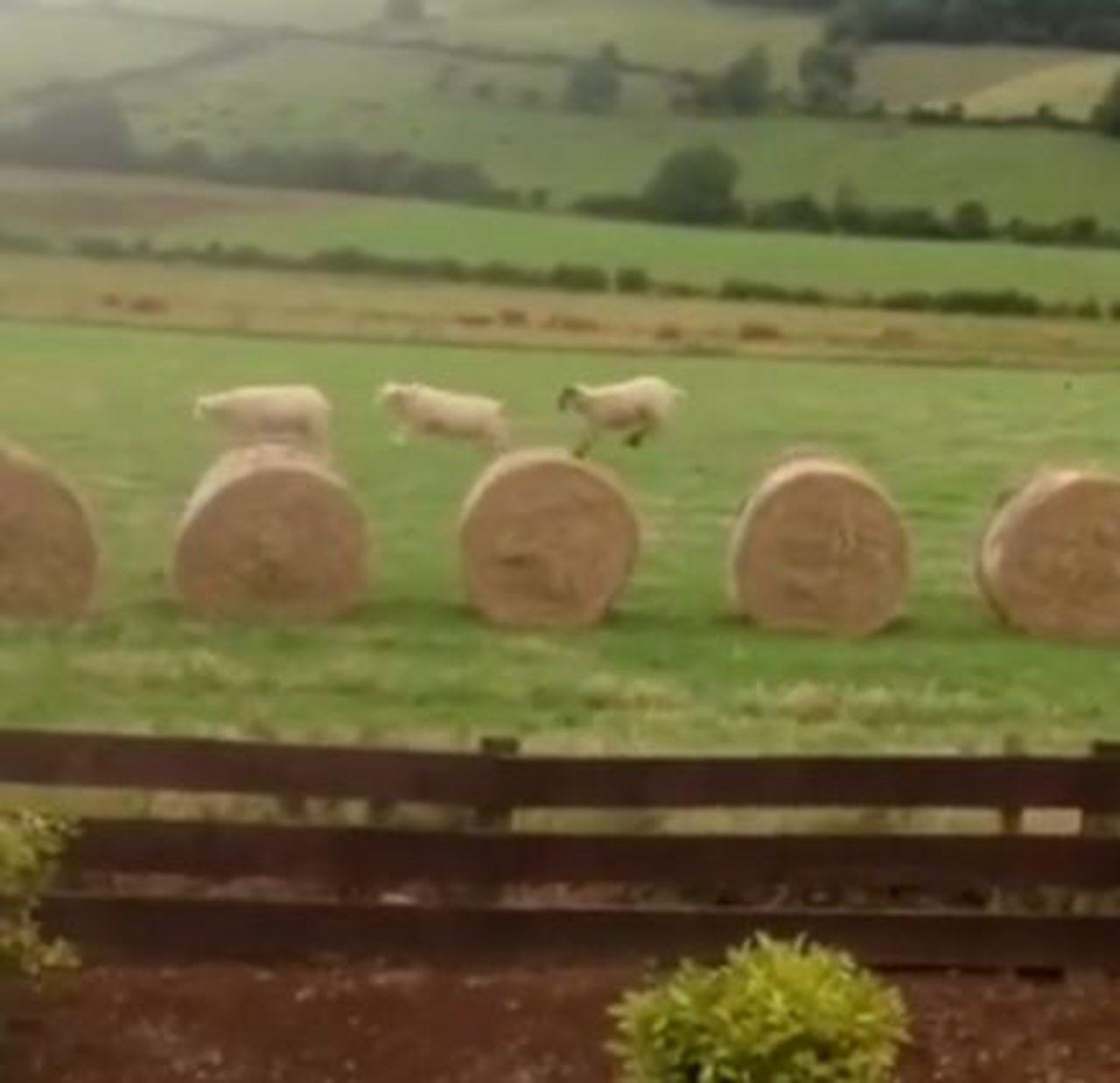 «Frohes Siloballen-Hüpfen» könnte die Sportart heissen, die drei Schafe hier praktizieren. (Bild Screenshot Facebook/Wolf Spirit)